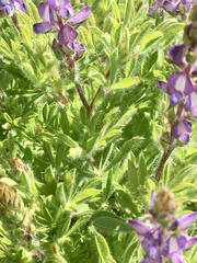 Lupinus bracteolaris