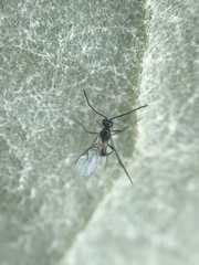 Ichneumonoidea
