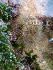 Anthopleura biscayensis