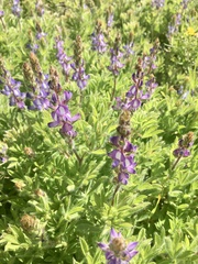 Lupinus bracteolaris