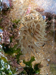 Anthopleura biscayensis