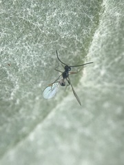 Ichneumonoidea