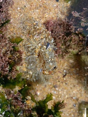 Anthopleura biscayensis