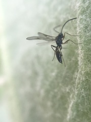 Ichneumonoidea