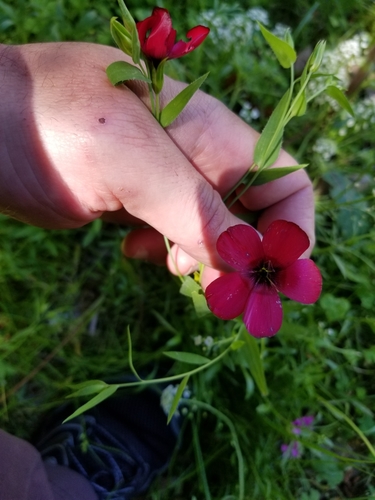 Linum grandiflorum