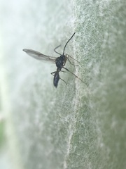 Ichneumonoidea
