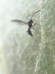 Ichneumonoidea