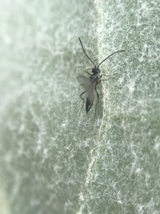 Ichneumonoidea