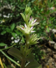 Phedimus stellatus