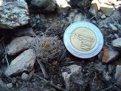 Turbinicarpus heliae