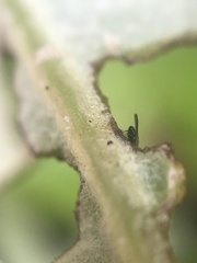 Chalcidoidea