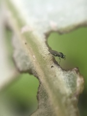 Chalcidoidea