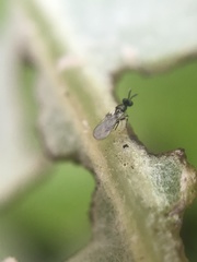 Chalcidoidea