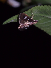 Glyphodes crithealis