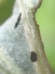 Chalcidoidea