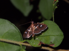 Glyphodes crithealis