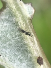 Chalcidoidea