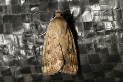 Heliocheilus paradoxus