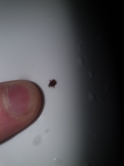 Rhipicephalus evertsi