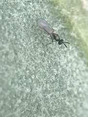 Chalcidoidea