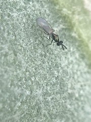 Chalcidoidea
