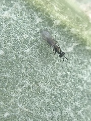 Chalcidoidea