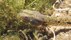 Pelophylax perezi