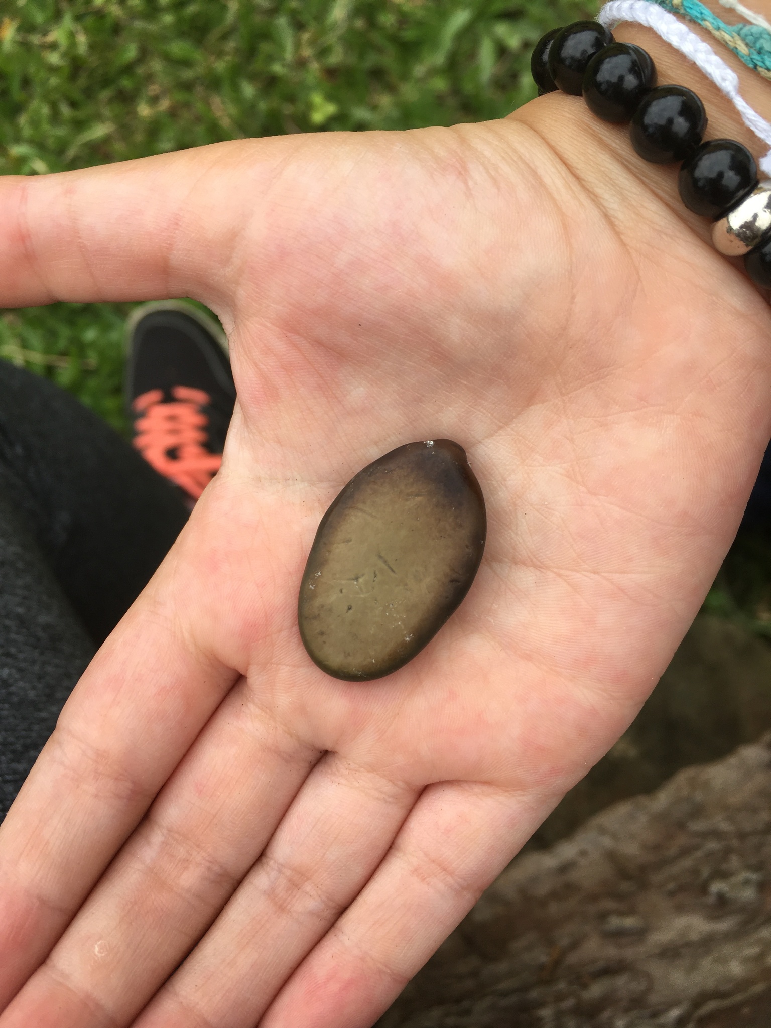 Schizolobium parahyba