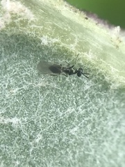 Chalcidoidea