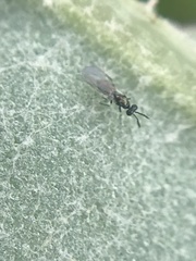Chalcidoidea