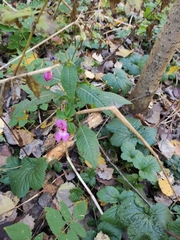 Impatiens glandulifera