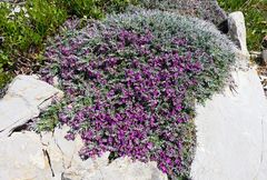 Teucrium subspinosum