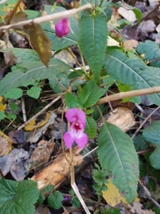 Impatiens glandulifera