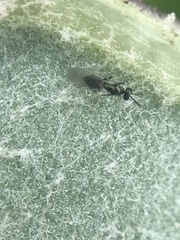 Chalcidoidea