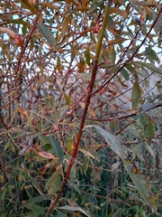 Salix × smithiana