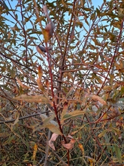 Salix × smithiana