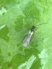 Ichneumonoidea