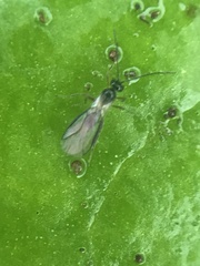Ichneumonoidea
