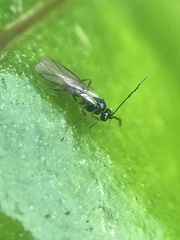 Ichneumonoidea