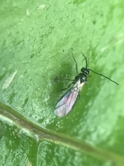 Ichneumonoidea