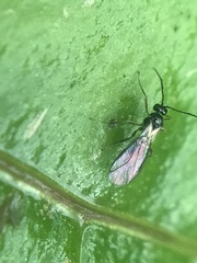 Ichneumonoidea