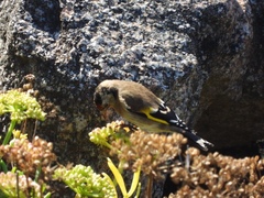 Carduelis carduelis