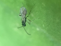 Ichneumonoidea