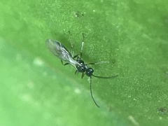 Ichneumonoidea