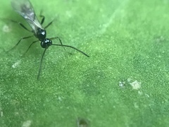 Ichneumonoidea