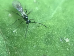 Ichneumonoidea