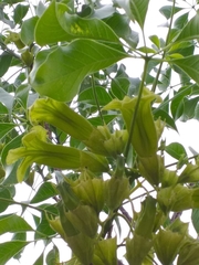 Cybistax antisyphilitica