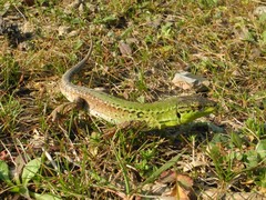 Podarcis siculus campestris