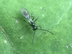 Ichneumonoidea
