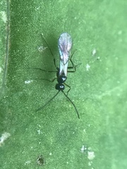 Ichneumonoidea